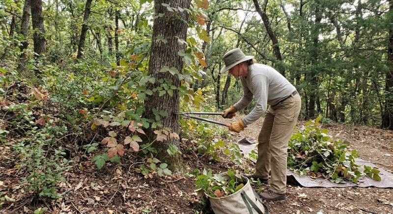 Poison Oak Removal in Burlington County, NJ